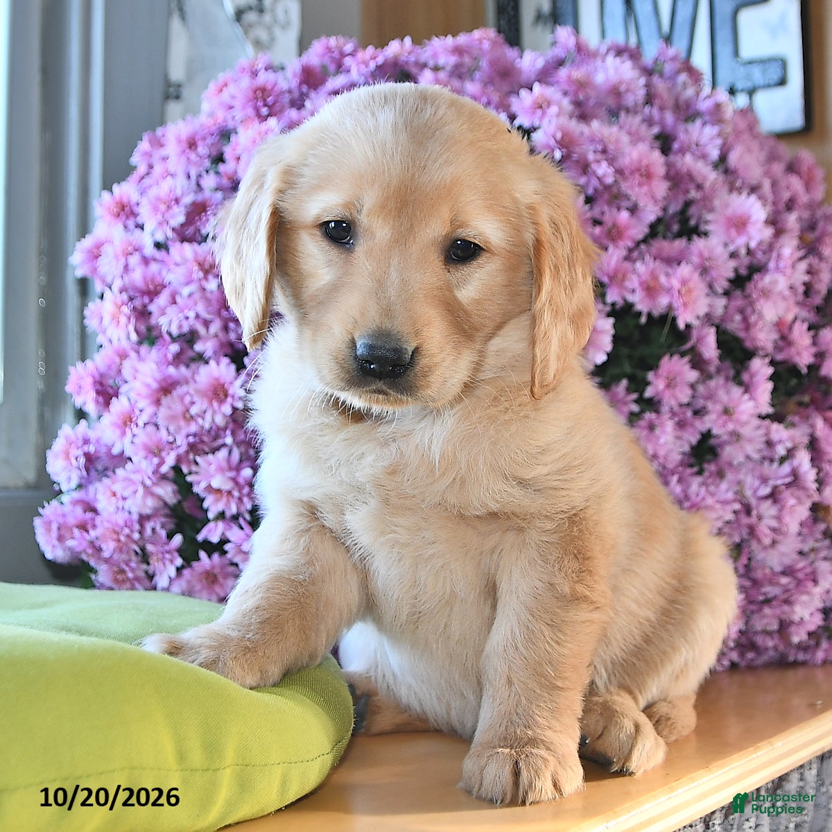 Golden Retriever dogs for sale: Rita - Ad 2