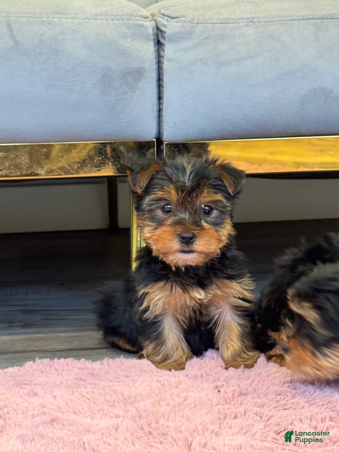 Yorkshire Terrier dogs for sale: Jasper - Ad 2