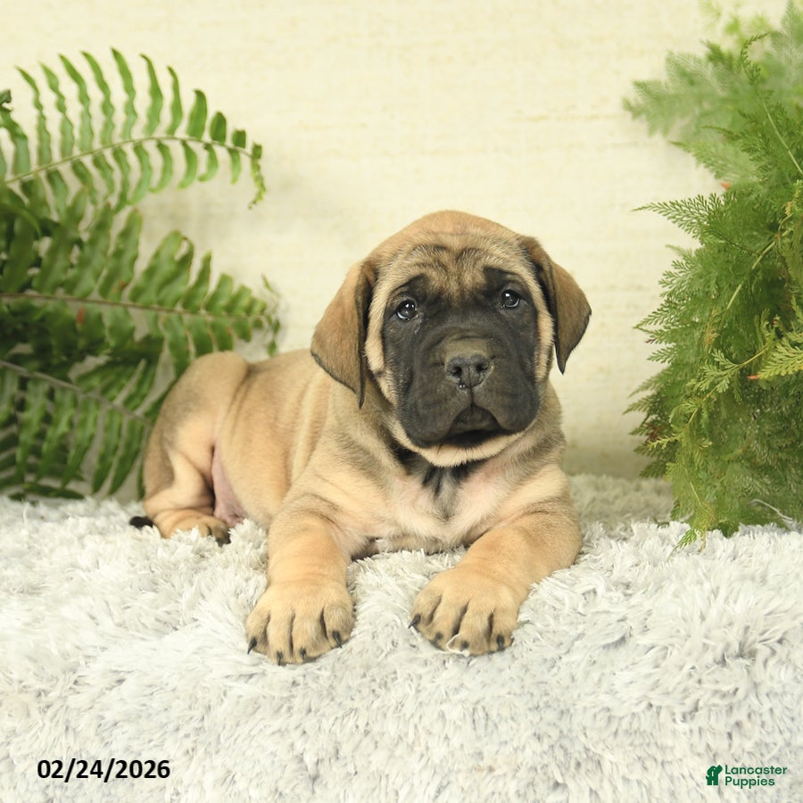 English Mastiff dogs Amber - Ad 2