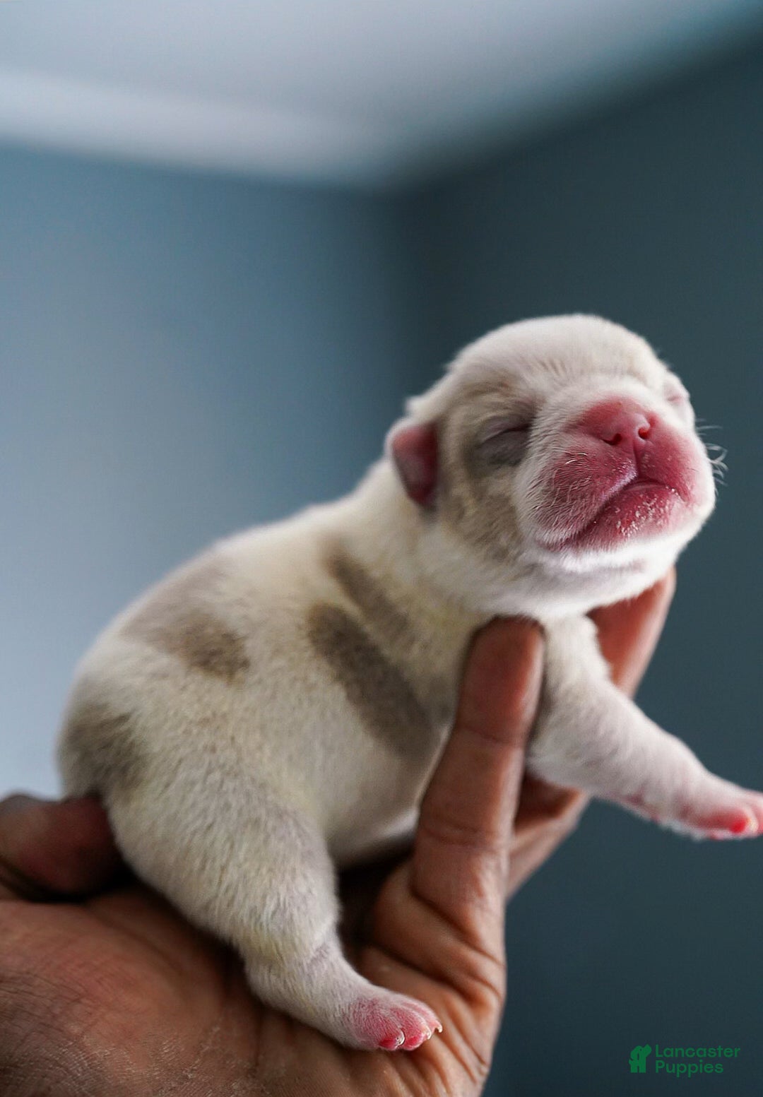 French Bulldog dogs for sale: French Bulldog Puppy  - Ad 4