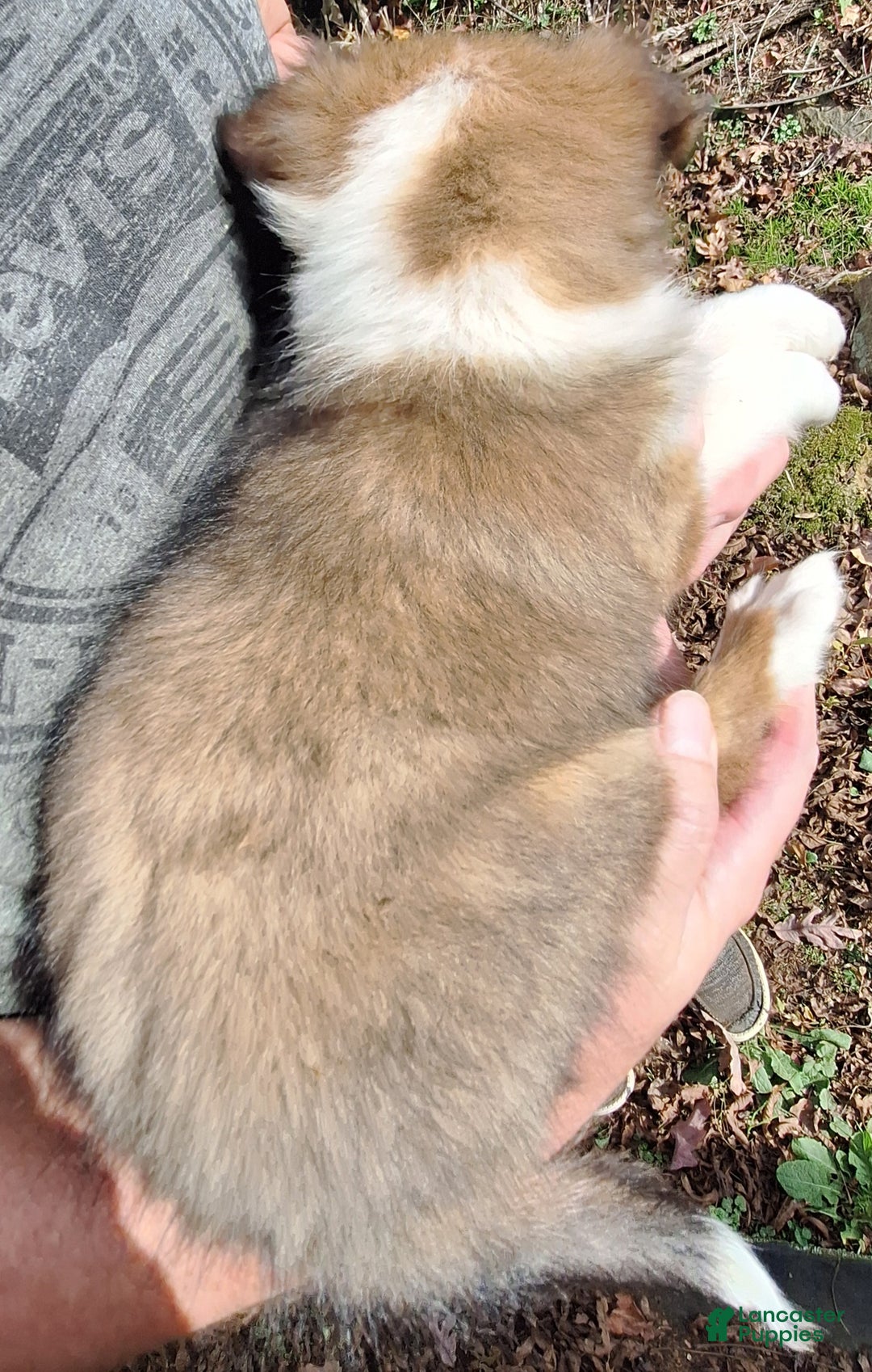 Shetland Sheepdog dogs for sale: Shetland Sheepdog Puppy 4 - Ad 2