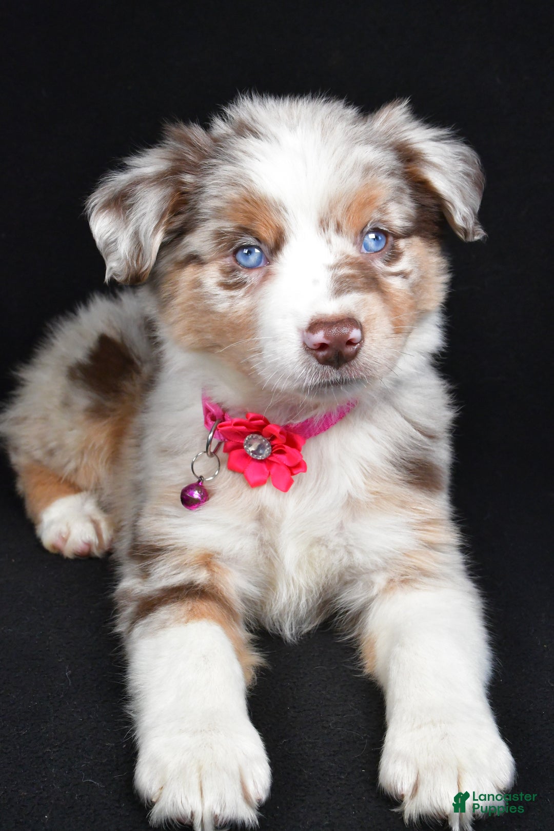 Miniature Australian Shepherd dogs for sale: Olivia - Ad 2