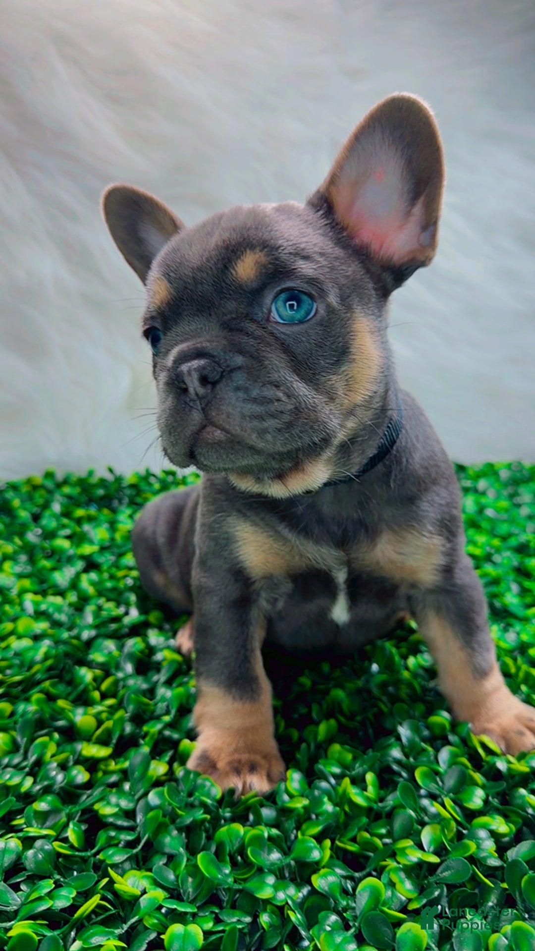 French Bulldog dogs for sale: TYSON - Ad 9