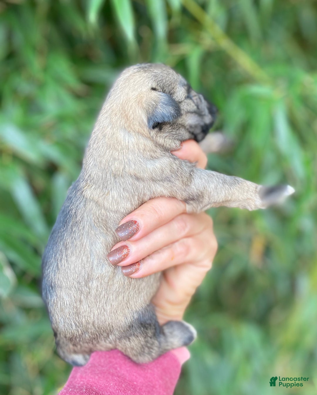 Miniature Schnauzer dogs for sale: Miniature Schnauzer Puppy 1 - Ad 4