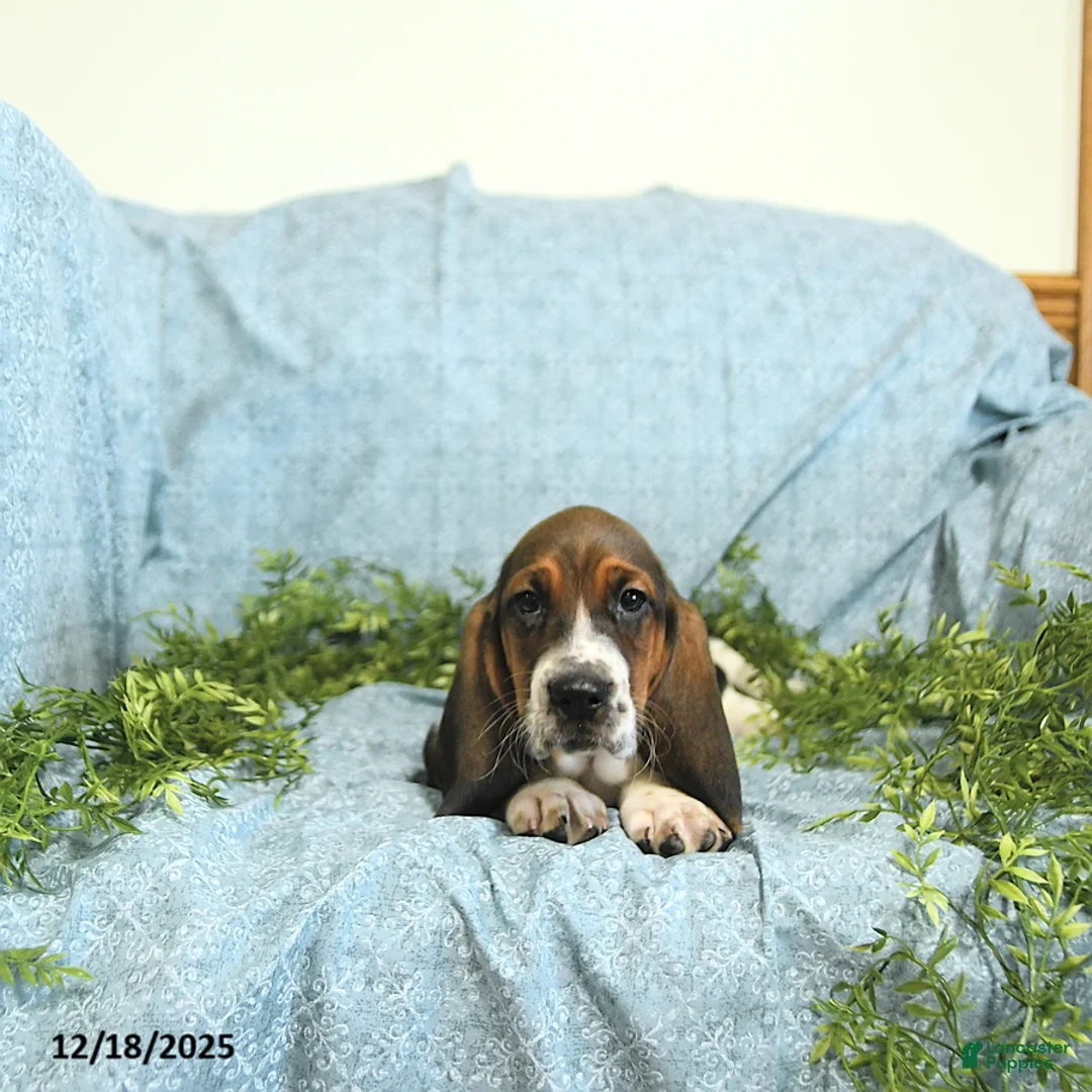 Basset Hound dogs for sale: Hazel - Ad 5