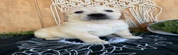 Golden Retriever dogs for sale: Gigi - Ad 20