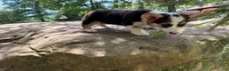 Welsh Corgi Pembroke dogs for sale: CLARK - Ad 9
