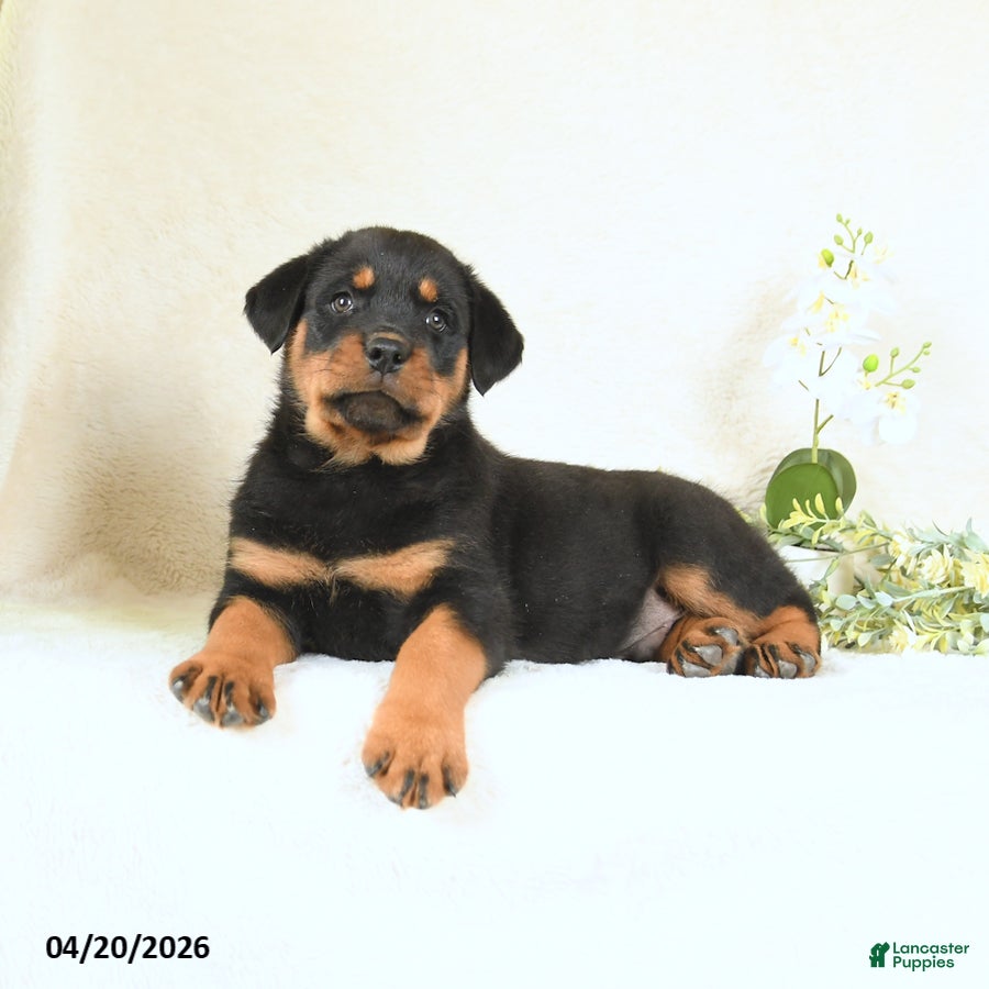Rottweiler dogs Cody - Ad 2