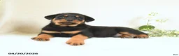 Rottweiler dogs for sale: Cody - Ad 2