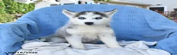 Siberian Husky dogs for sale: Natasha - Ad 4