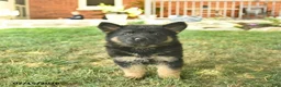 German Shepherd dogs for sale: Tulip - Ad 2