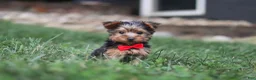 Yorkshire Terrier dogs for sale: Bo - Ad 7