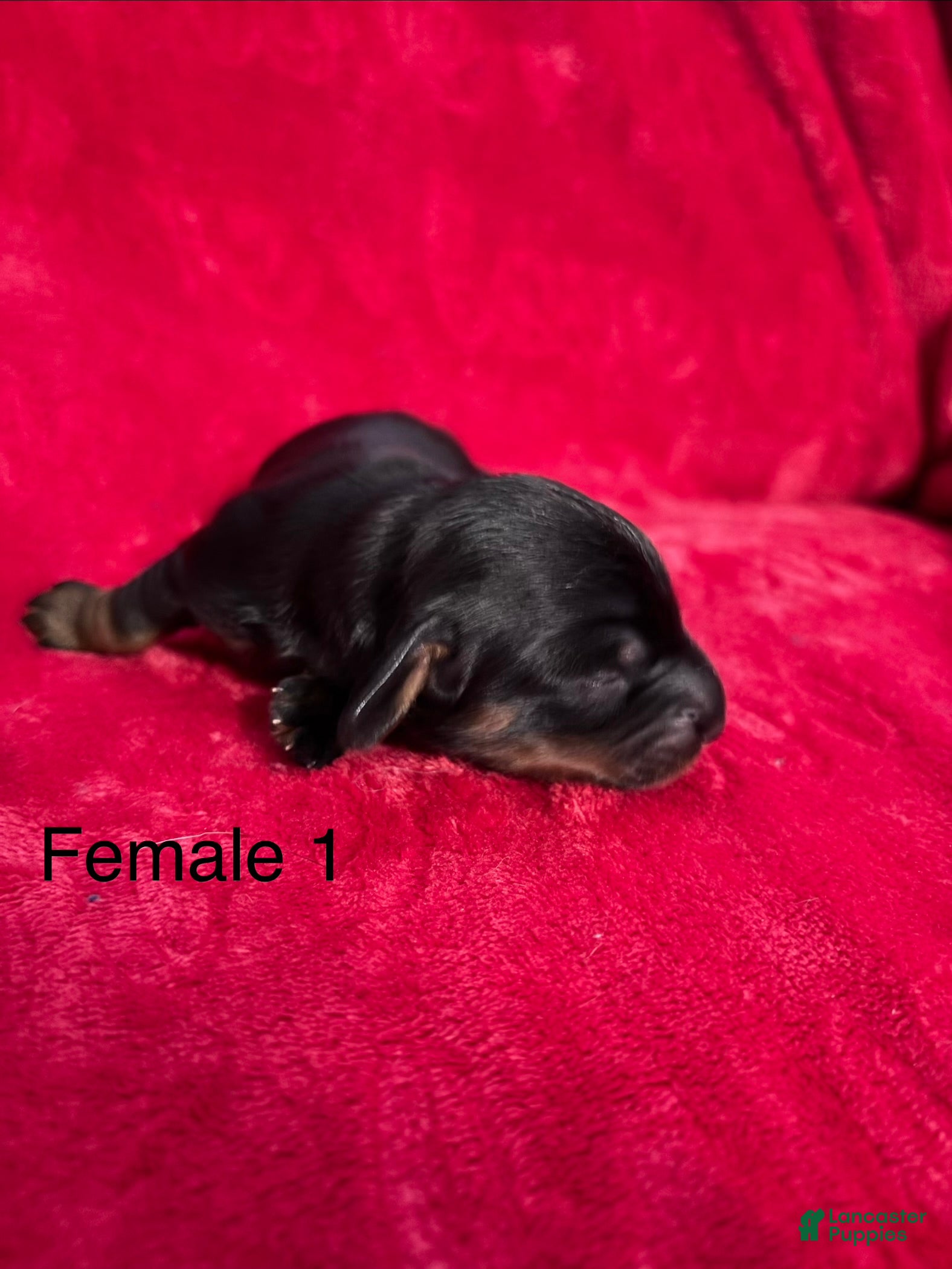Miniature Dachshund dogs Miniature Dachshund 4 - Ad 2