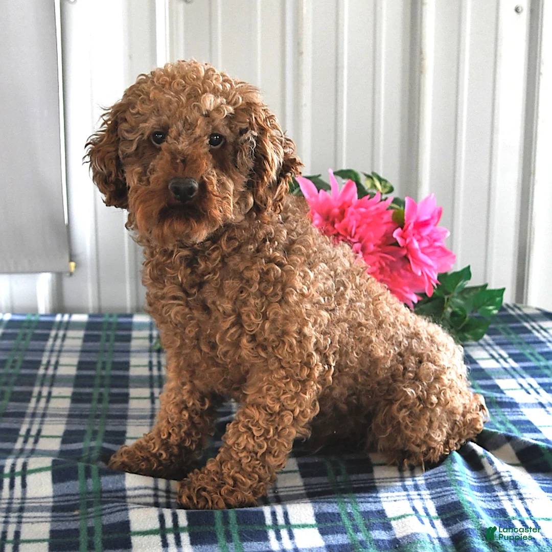 Cavapoo dogs for sale: Checkers - Ad 2