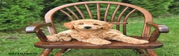 Mini Goldendoodle dogs for sale: Kenya - Ad 4