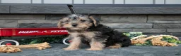 Yorkshire Terrier dogs for sale: Lyla - Ad 3