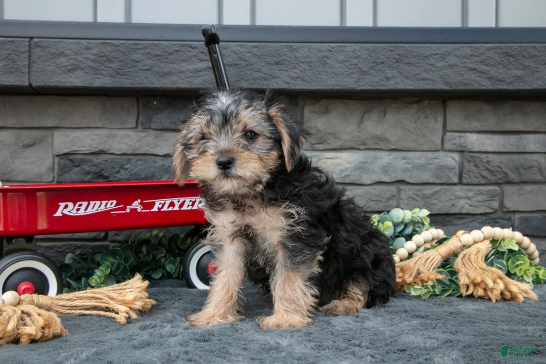Yorkshire Terrier dogs for sale: Lyla - Ad 3