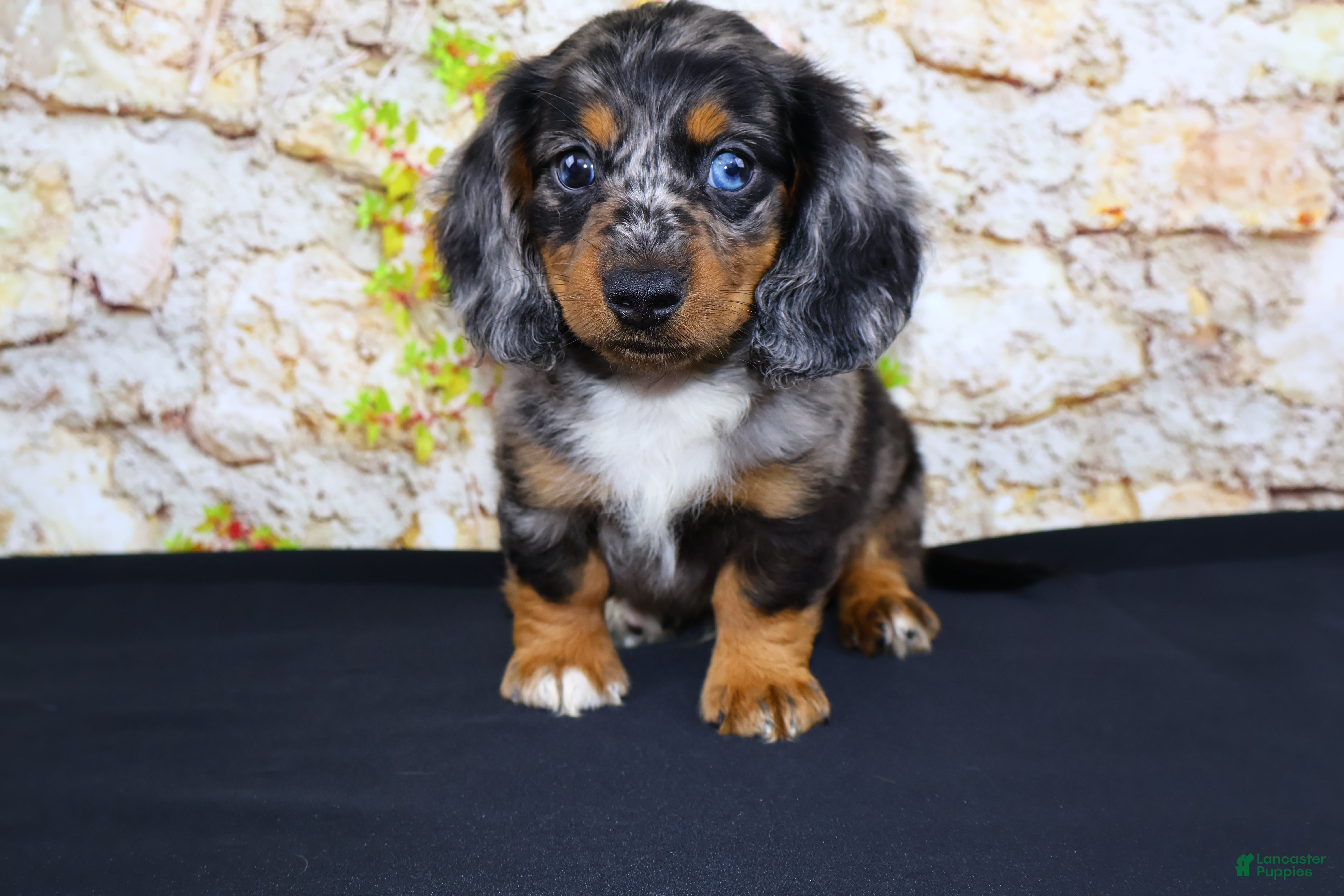 Miniature Dachshund dogs Avery - Ad 1