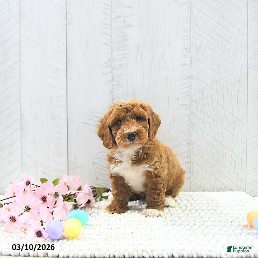 Mini Goldendoodle dogs Jamin - Ad 1
