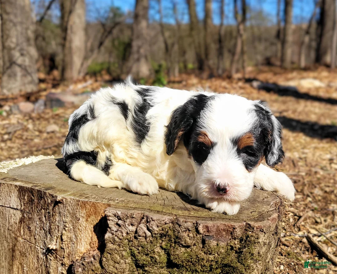 Mini Bernedoodle dogs for sale: Emmy - Ad 2