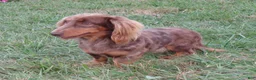 Dachshund dogs for sale: Elise - Ad 10