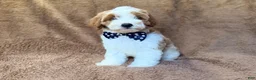 Cavapoo dogs for sale: Shadow - Ad 9