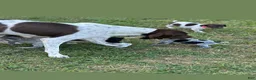 German Shorthaired Pointer dogs for sale: Freedom  - Ad 5