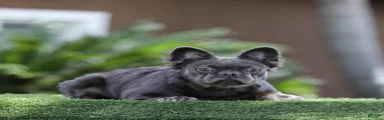 French Bulldog Puppy 2