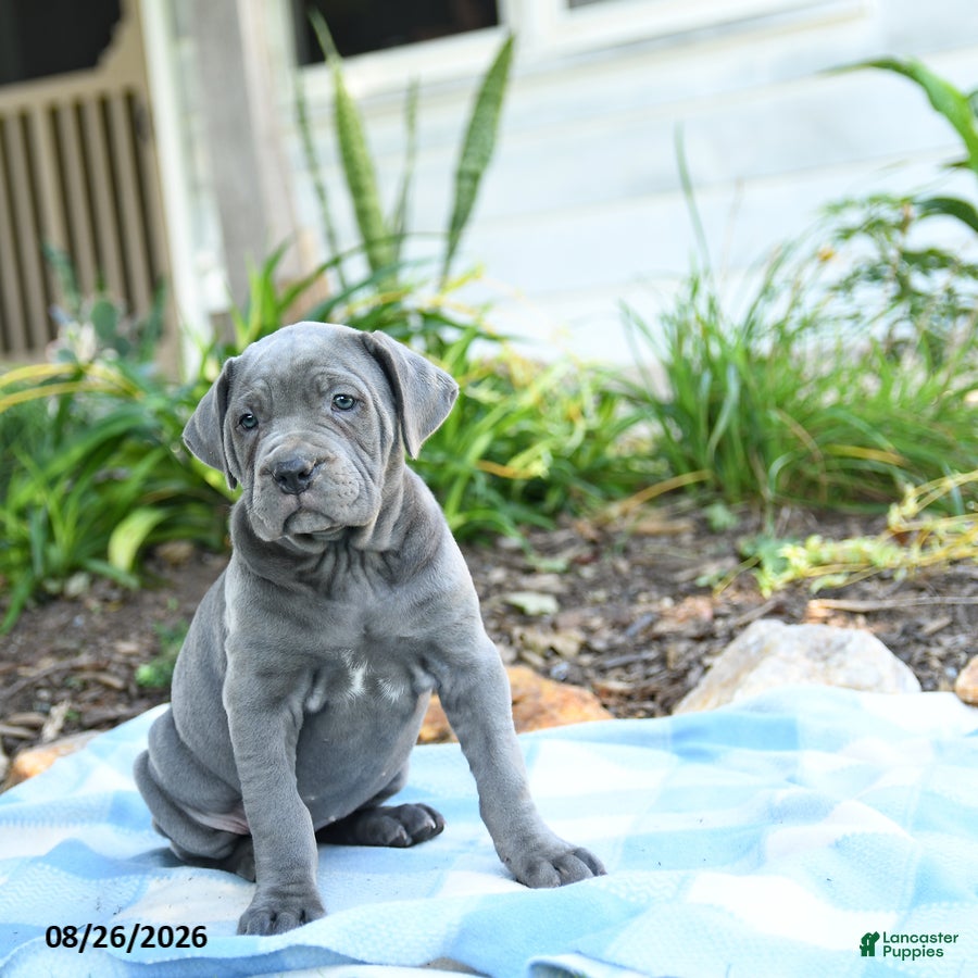 Cane Corso dogs Winter - Ad 2
