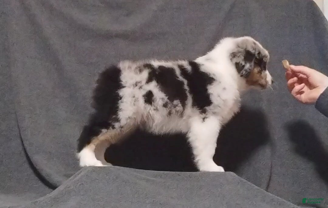 Miniature Australian Shepherd dogs for sale: Nickel - Ad 3