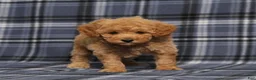 Miniature Poodle dogs for sale: AKC Quack - Ad 4