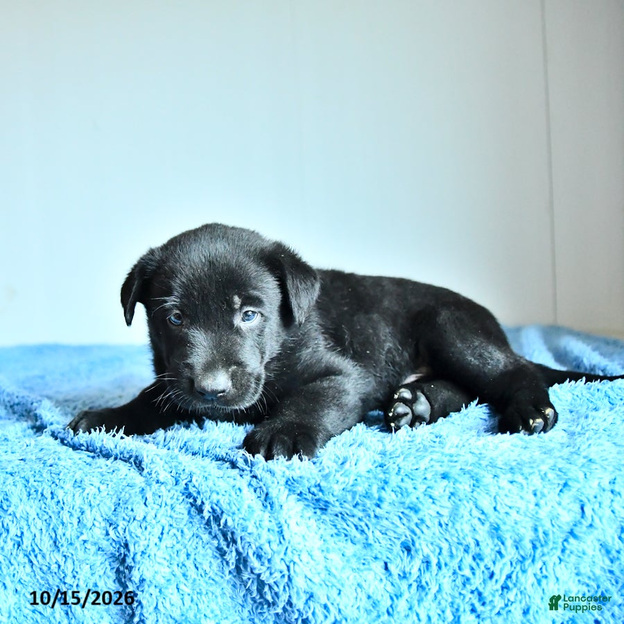 Belgian Malinois dogs for sale: Apollo - Ad 2