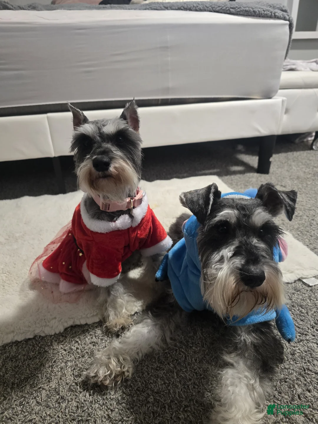 Mixed Breed dogs for sale: Mixed Breed Puppy 2 - Ad 2