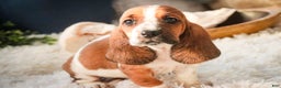 Basset Hound dogs for sale: Ainslie - Ad 3