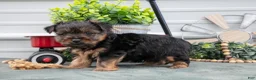 Yorkshire Terrier dogs for sale: Joey - Ad 3