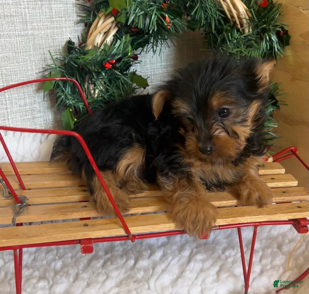 Yorkshire Terrier dogs for sale: Randy - Ad 4