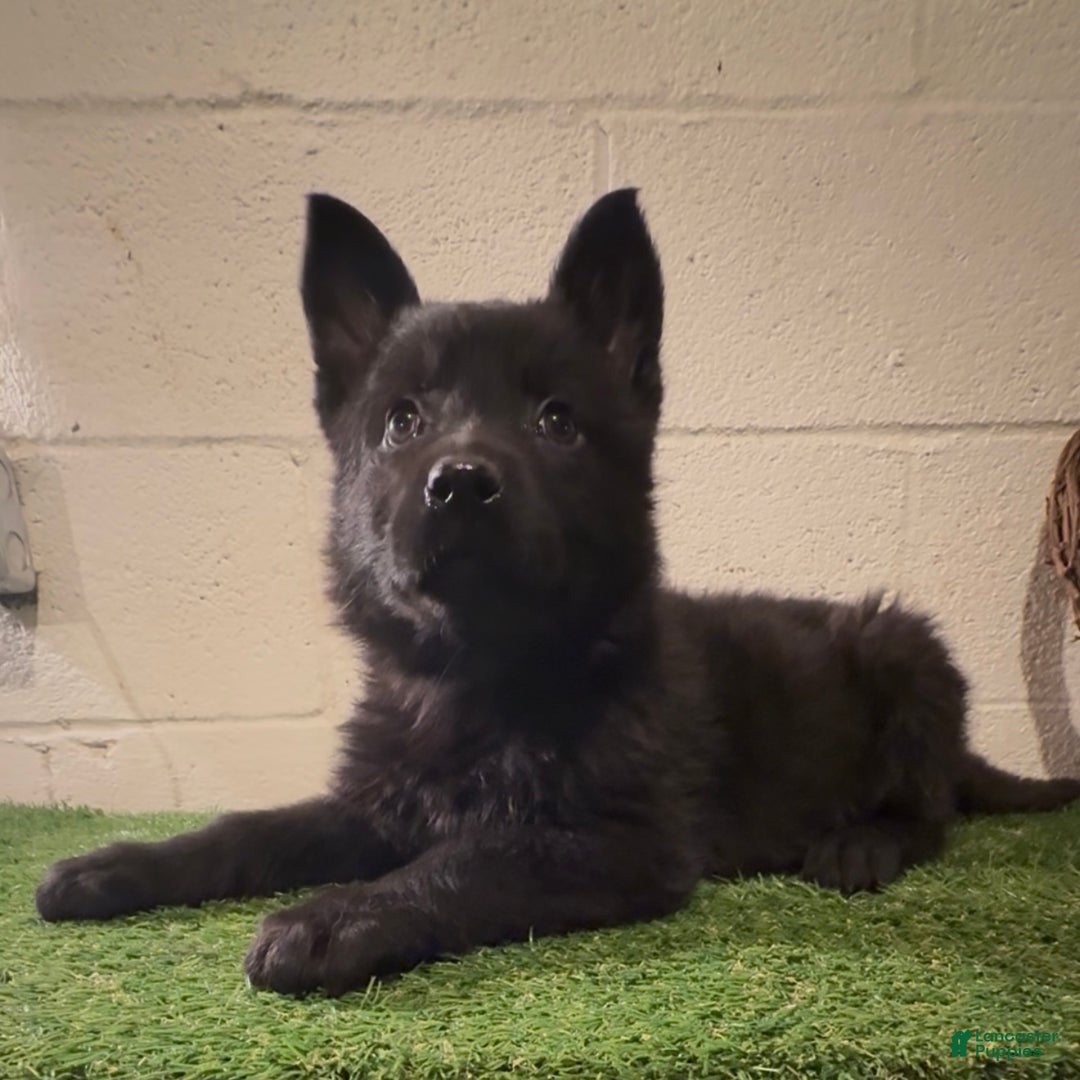 German Shepherd dogs for sale: Sussie B - Ad 2