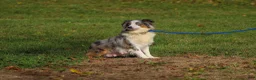 Miniature Australian Shepherd dogs for sale: Yates - Ad 6