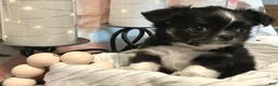 Chihuahua dogs for sale: Seryph - Ad 3