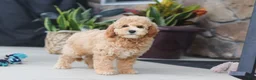 Miniature Poodle dogs for sale: Brunco - Ad 4