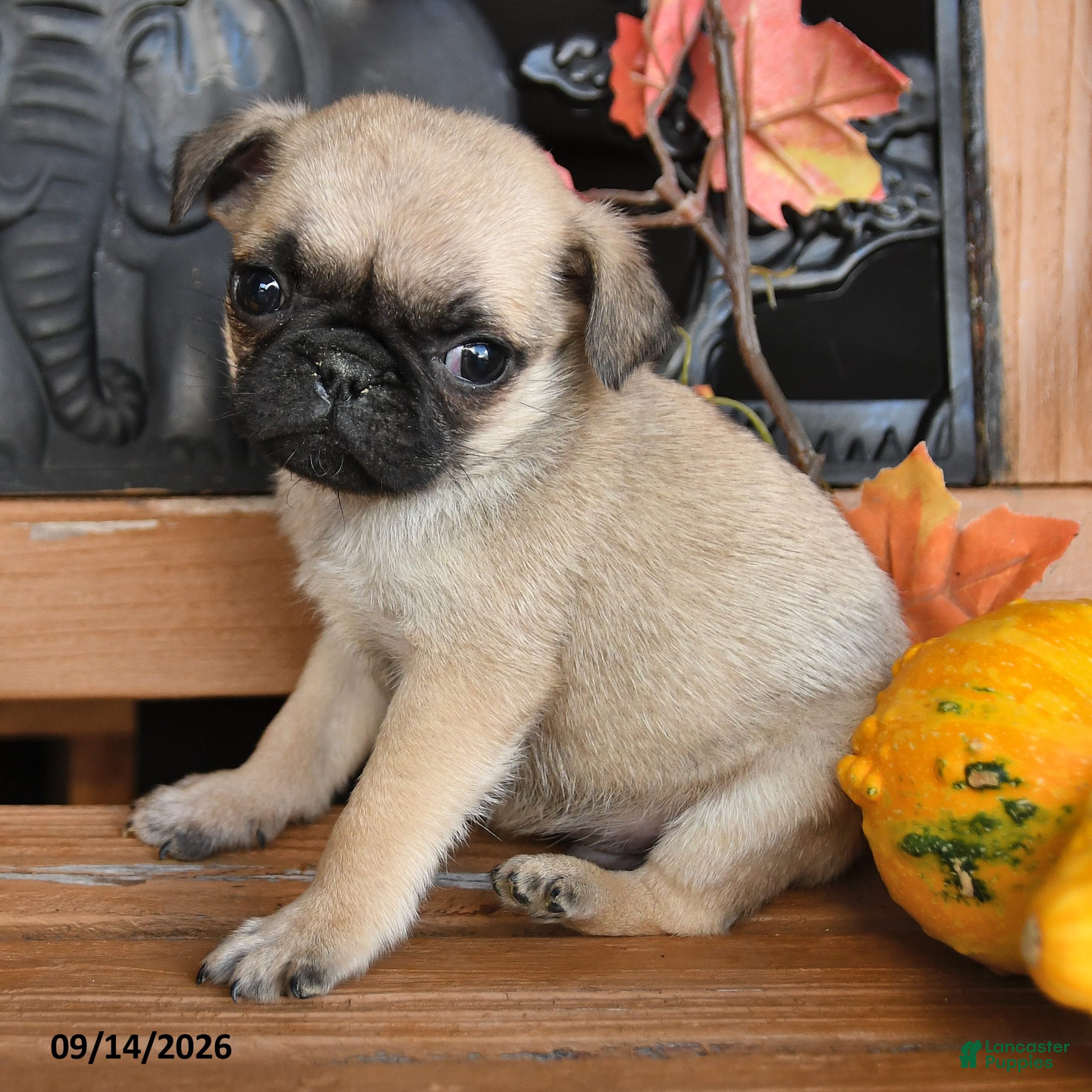 Pug dogs Barkley - Ad 2