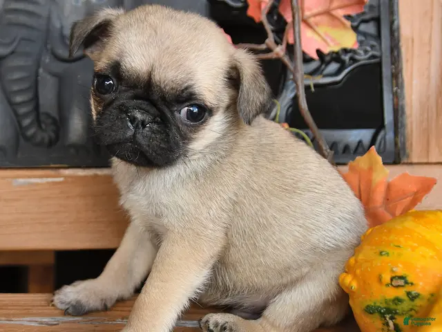 Pug dogs Barkley - Ad 2