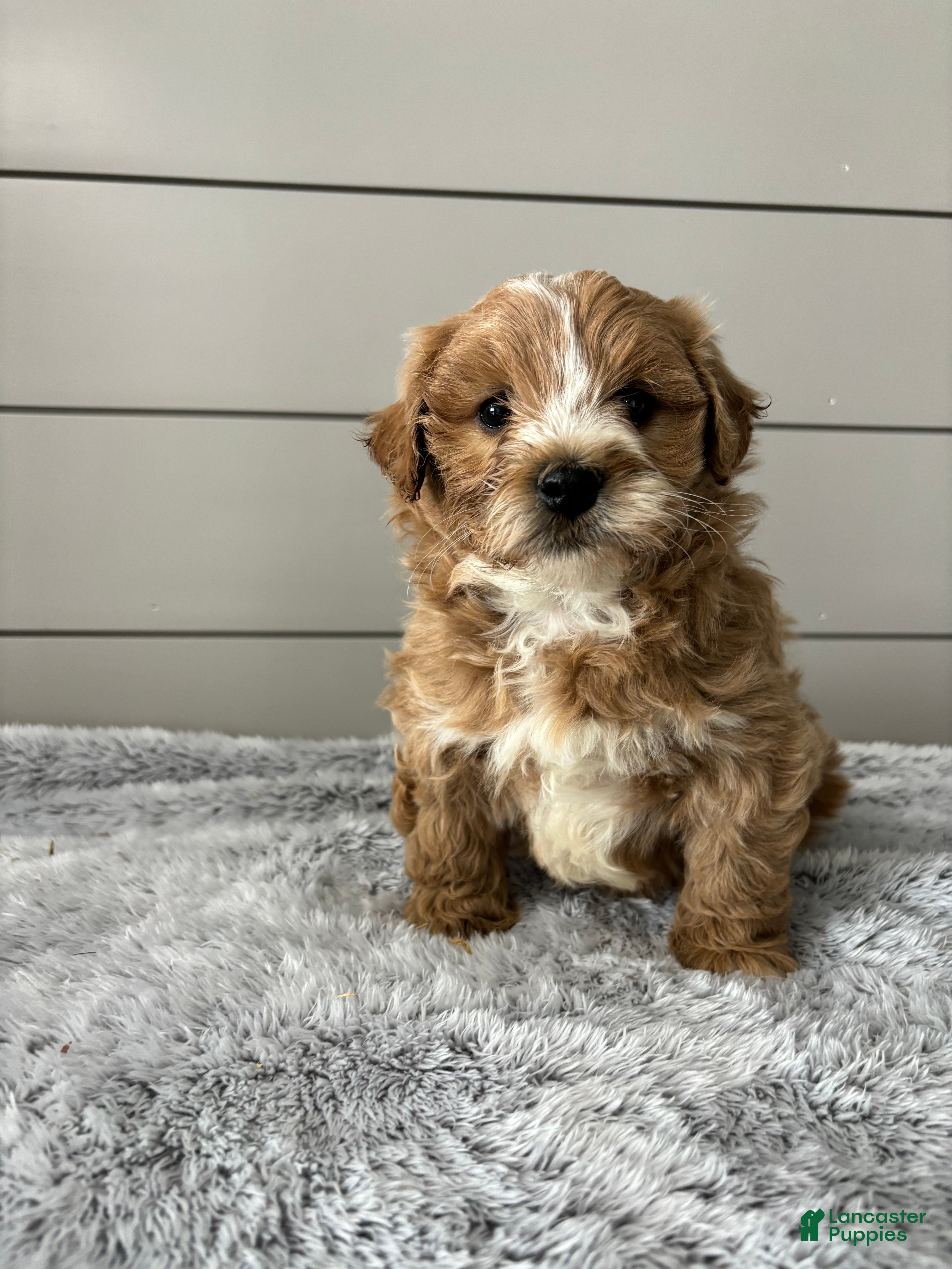 Mini Goldendoodle dogs Bella - Ad 2