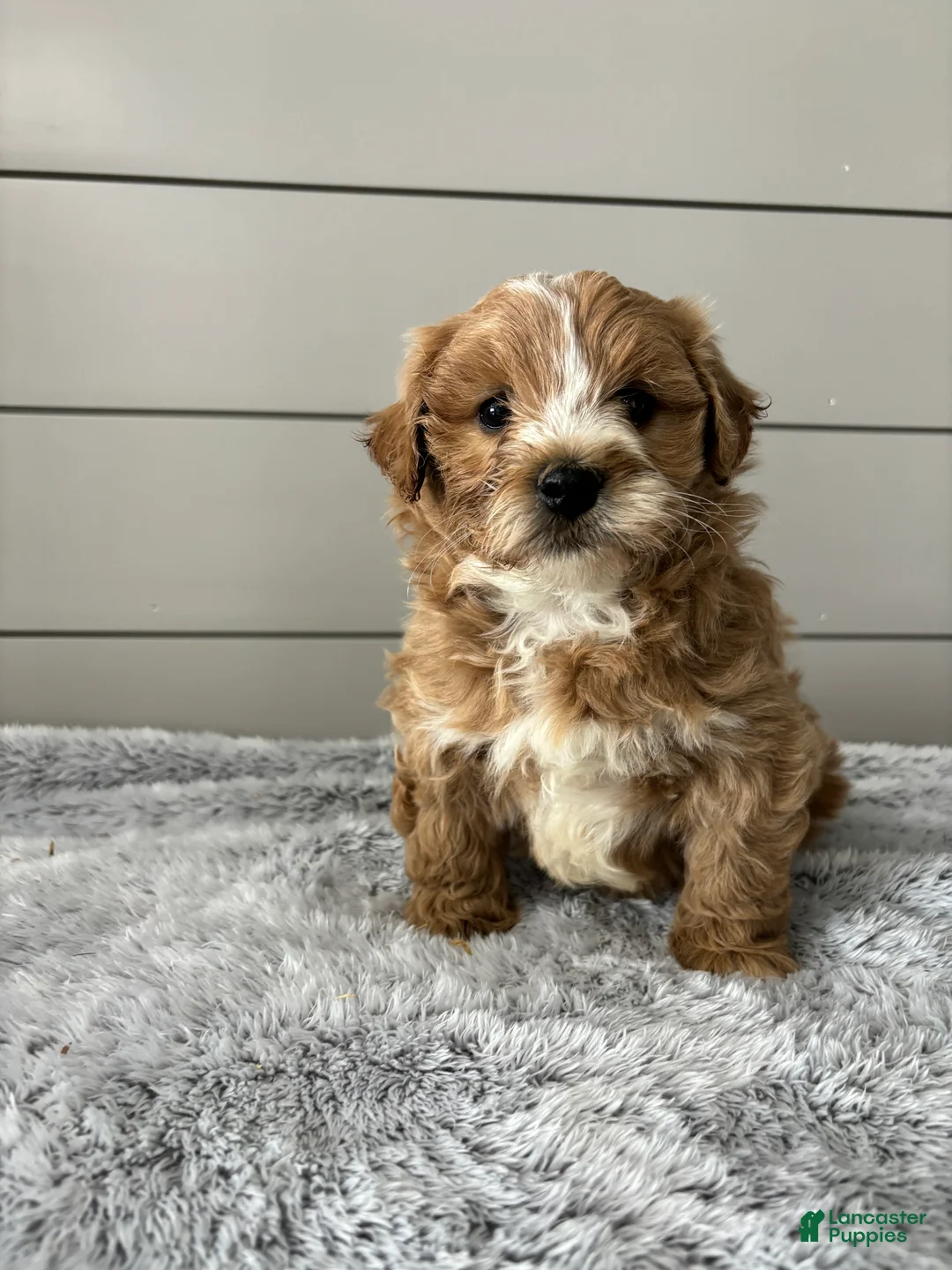 Mini Goldendoodle dogs for sale: Bella - Ad 2