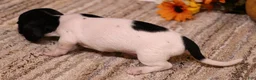 Miniature Dachshund dogs for sale: Petal blue/tan pied smooth f - Ad 9