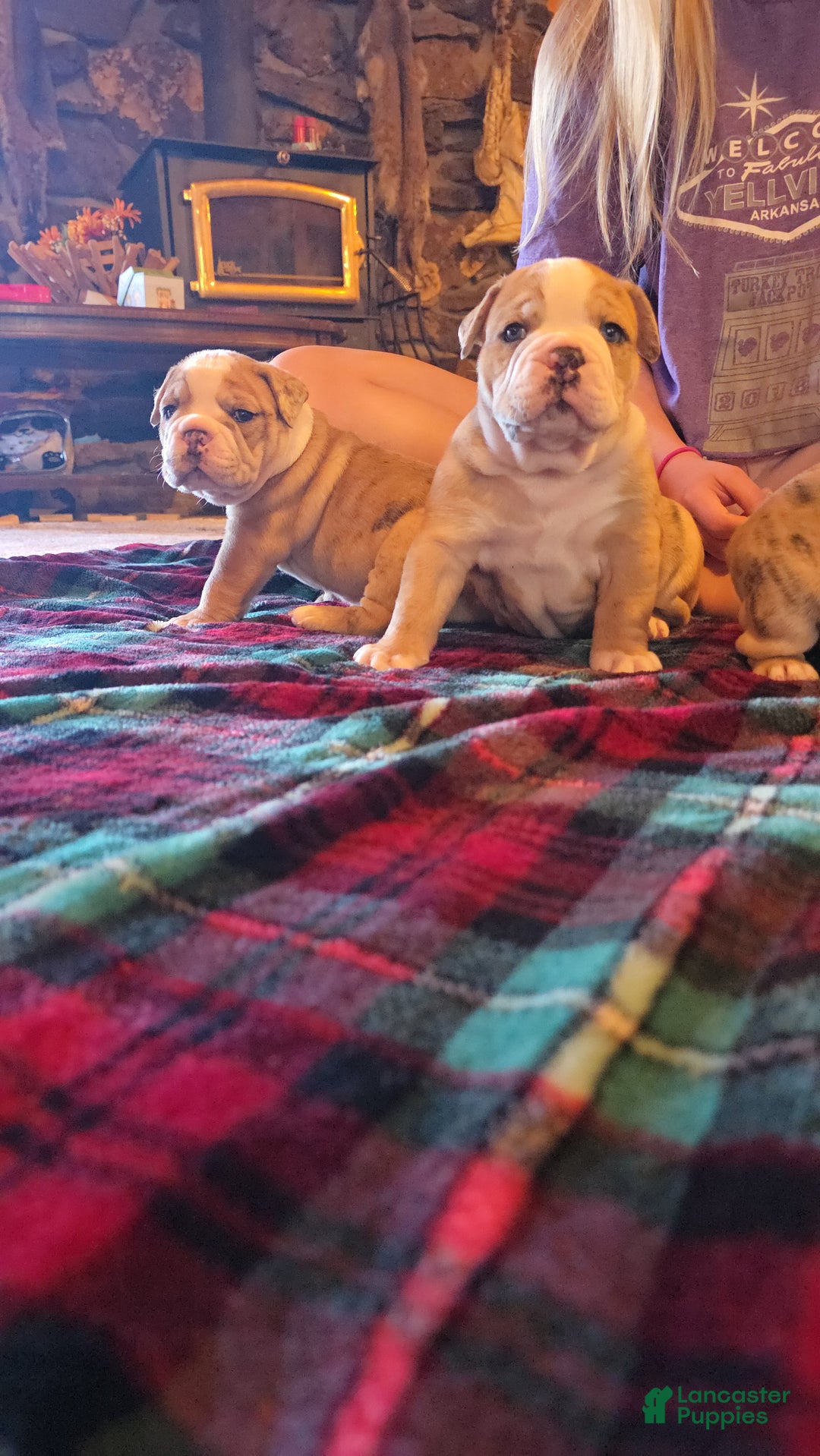 Mixed Breed dogs for sale: OLDE ENGLISH BULLDOG  - Ad 6