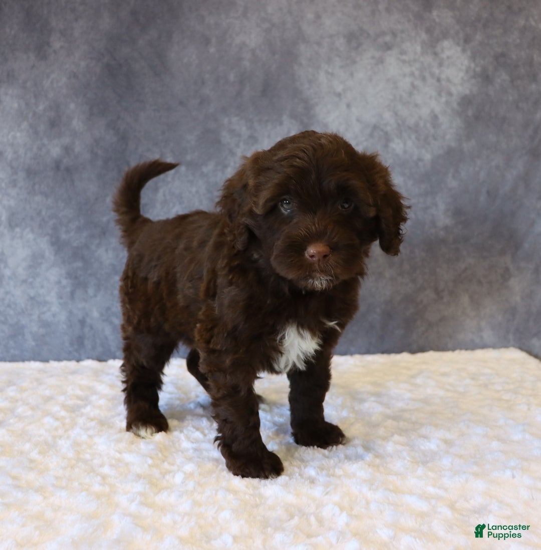Portuguese Water Dog dogs for sale: Tabby - Ad 3