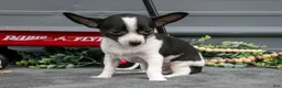 Chihuahua dogs for sale: Niles - Ad 3