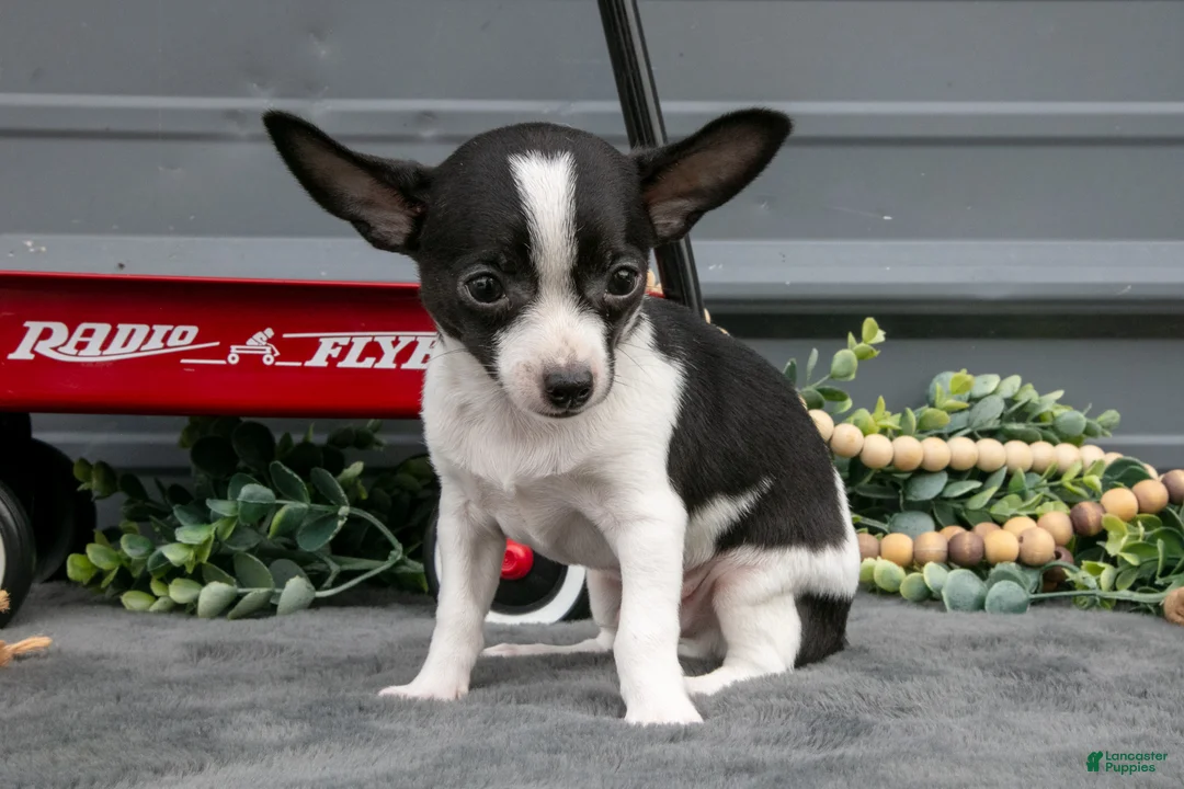 Chihuahua dogs for sale: Niles - Ad 3