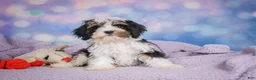 Cavapoo dogs for sale: Duke - Ad 3
